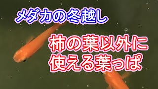 メダカの越冬 柿の葉以外に使える葉っぱとは？ 滋賀県のメダカ販売店 めだか藁屋 高木正臣