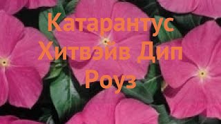 Катарантус обыкновенный Дип Роуз 🌿 катарантус Дип Роуз обзор: как сажать семена катарантуса Дип Роуз