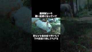 【そうだったんだ！】アルパカの秘密 #雑学 #動物 #豆知識 #自由研究 #animals #alpaca