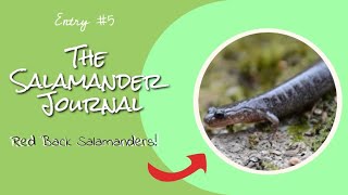 [The Salamander Journal #5]  Winter Herping and Red back Salamanders!