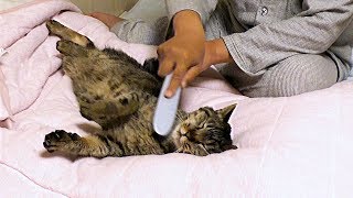 【保護猫】耐久動画‼Peterさんにもらった「ねこじゃすり」を団子隊員が満足するまで使ってみた。【魚くれくれ野良猫製作委員会】