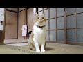 猫セトラ【侵入した野良仔猫】～家猫修行中～