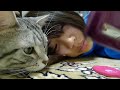 姪っ子に寄り添う猫 a cat and niece.