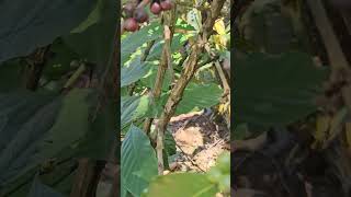 കാപ്പി പൂവ്, കാപ്പിക്കുരു പച്ച, പഴം. Coffee seed#nature #garden