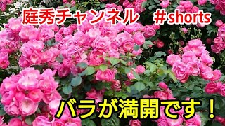 【庭師・夫婦で独立】K様邸でバラの花が満開です！＃shorts