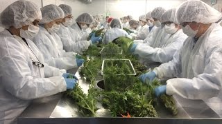 Markham medical marijuana company bracing for legalization boom