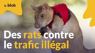 Trafic illégal d’espèces menacées : les rats géants à la rescousse