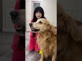 yuanbao are you annoying i won’t go goldenretrieverfun cutepets shorts