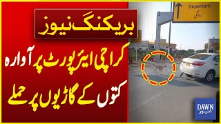 Dangerous Stray Dogs Attack Passengers Vehicles At Karachi Airport | Breaking News | Dawn News