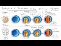 protostome vs deuterostome embryo development