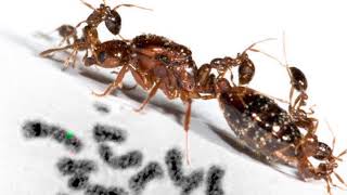 எறும்புகளை பற்றி அசர வைக்கும் உண்மைகள் | Interesting Facts about ants in tamil | Knowledge Bulp