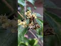 ലോങ്ങൻ വേരുപിടിച്ചു പിന്നെ കായയും വന്നു ❤️❤️ gardening garden longan fruits plants layaring