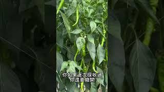 興推薦—青龍椒藻興農