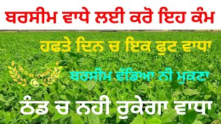 ਬਰਸੀਮ ਛੇਤੀ ਵਾਧੇ ਲਈ ਇਹ ਕੰਮ ਕਰੋ । barseem growth || youtube farmer