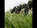 grassland management tips