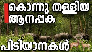 The female elephants leading a herd of elephants | Wildlife video