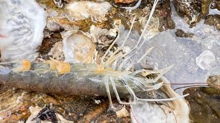 Niu Niu found prawns discharged by the drain on the beach.