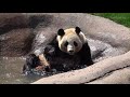 桃浜 ６歳おめでとう！（happy birthday tōhin. so cute giant panda.