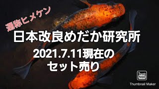 日本改良めだか研究所/２０２１．７．１１/セット売り/広島県神辺町