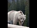 unique grizzly bear with white coat spotted in alberta canada. shorts facts wildlife