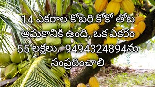 14 ఎకరాల కొబ్బరి కోకో తోట అమ్మకానికి ఉంది | each acre 55 lakhs