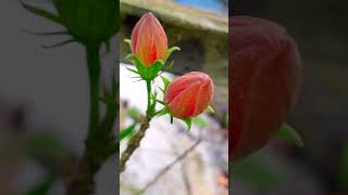 Radhe Radhe 🙏🏻🥰 my beautiful viewers...Hibiscus.. Bagichay bulbuli tui #radheradhe #nature #garden