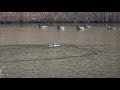 歌旅鳥の「利根川流域の野鳥」　オオタカ　　　　「オオタカの狩り」