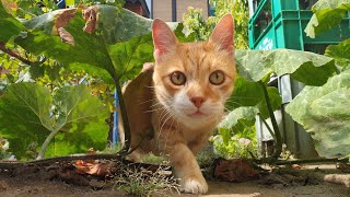 Cat's Day in the Garden (Mini Movie)