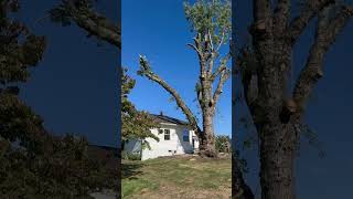 Swinging a 7000lb log over a house. (20,000lb line) #treewhisperer #trees #treeservice