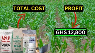 Cost Analysis For Starting Maize Farming in Ghana 2024