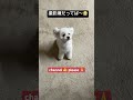 【カメラに気付くとシカトする愛犬】 shorts トイプードル dog 可愛い 犬のいる生活 カメラ