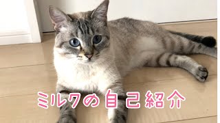 シャムトラ猫　ミルクの自己紹介#cat #ねこ #猫