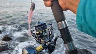 lucana stone Island v2 sw - catch by grouper \u0026 snapper fishing in kokan!!