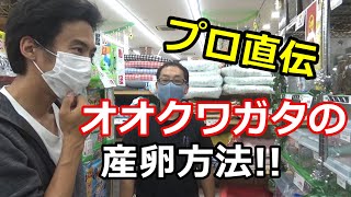 オオクワガタに絶対産ませる産卵セット教えてもらった