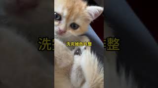 小猫不洗脚会臭吗？