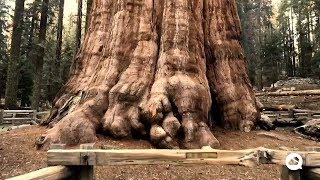 General Sherman, the largest tree in the world