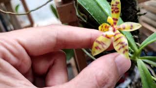 Phalaenopsis lamelligera | Anggrek Spesies dari Borneo