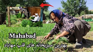 velog Mahabad vegetable shop(4k) سبزی خانه های چند هکتاری کاملا ارگانیک مهاباد