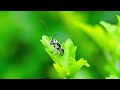 longhorn beetle in hadano tokyo