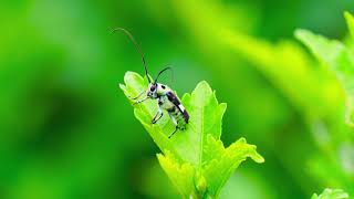 Longhorn beetle in Hadano Tokyo