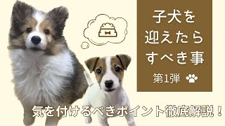 【子犬】子犬を迎えたらすべき事！~人の意識が大事！~