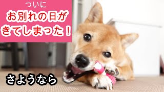 【さようなら】今までありがとう！【豆柴犬】