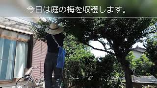 【田舎暮らし】庭の木の梅の実を収穫