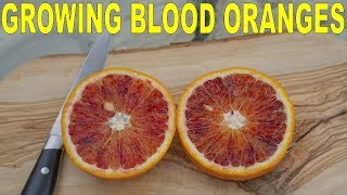 Growing Blood Oranges In North Carolina | Citrus Tips And Taste Test