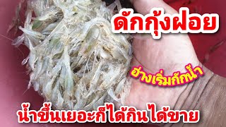 ดัก​กุ้ง​ฝอย​ ช่วง​อ่าง​กัก​น้ำ​ น้ำขึ้น​เยอะ​มาก​ก็​พอได้​กุ้ง​กิน​ได้​กุ้ง​ขาย​