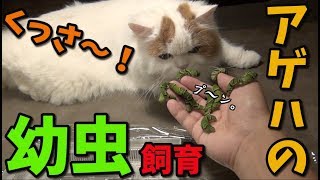 アゲハチョウの幼虫飼育。