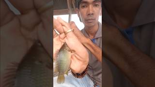 MANTAP! Serunya Mancing Ikan Air Tawar, Temukan Sensasi Menantang yang Bikin Ketagihan. #fishing