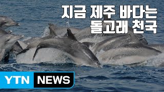 [자막뉴스] 지금 제주 바다는 돌고래 천국 / YTN