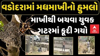 Vadodara Honey Bee Attack | વડોદરામાં મધમાખીનો હુમલો, યુવક બચવા ગટરના પાણીમાં કૂદી ગયો | ABP Asmita