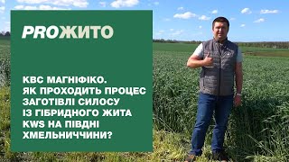 КВС МАГНІФІКО. Як проходить процес заготівлі силосу із гібридного жита KWS на півдні Хмельниччини